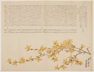 Japanilainen keltainen ruusu tai Yamabuki, n. 1818-29 (värillinen puupainatus) tekijältä Kid Kageyasu